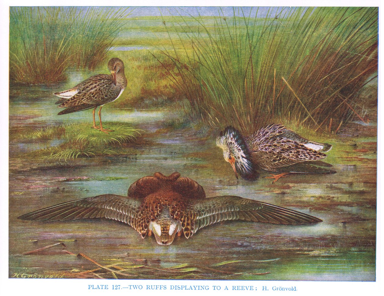 Ruffs esittelyssä Reevelle, kuvitus Kirkman und Jourdainin teoksesta "British Birds", 1966 tekijältä Hendrik Gronvold