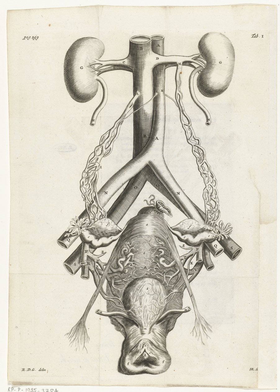 Anatominen kuva naisen sukuelimistä ja munuaisista Kirjakuvitus: Reinier de Graaf, Kaikki teokset, Amsterdam, 1686 tekijältä Hendrik Bary