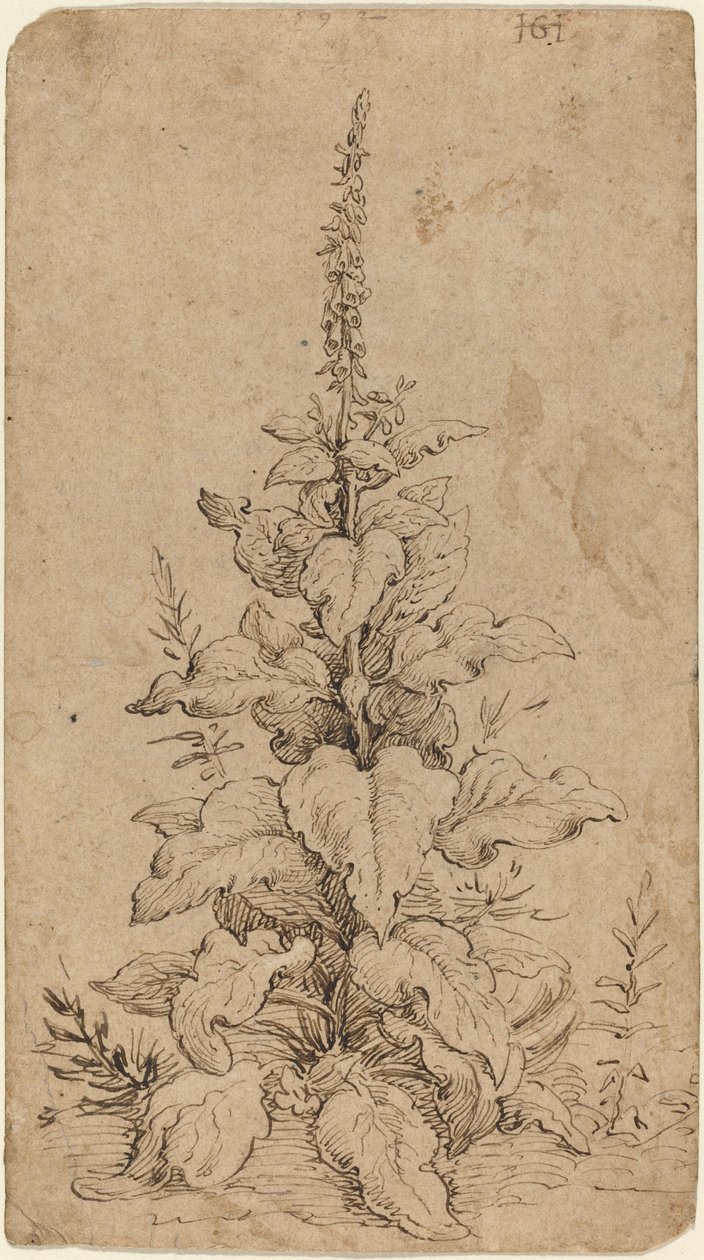Foxglove kukkii tekijältä Hendrik Goltzius