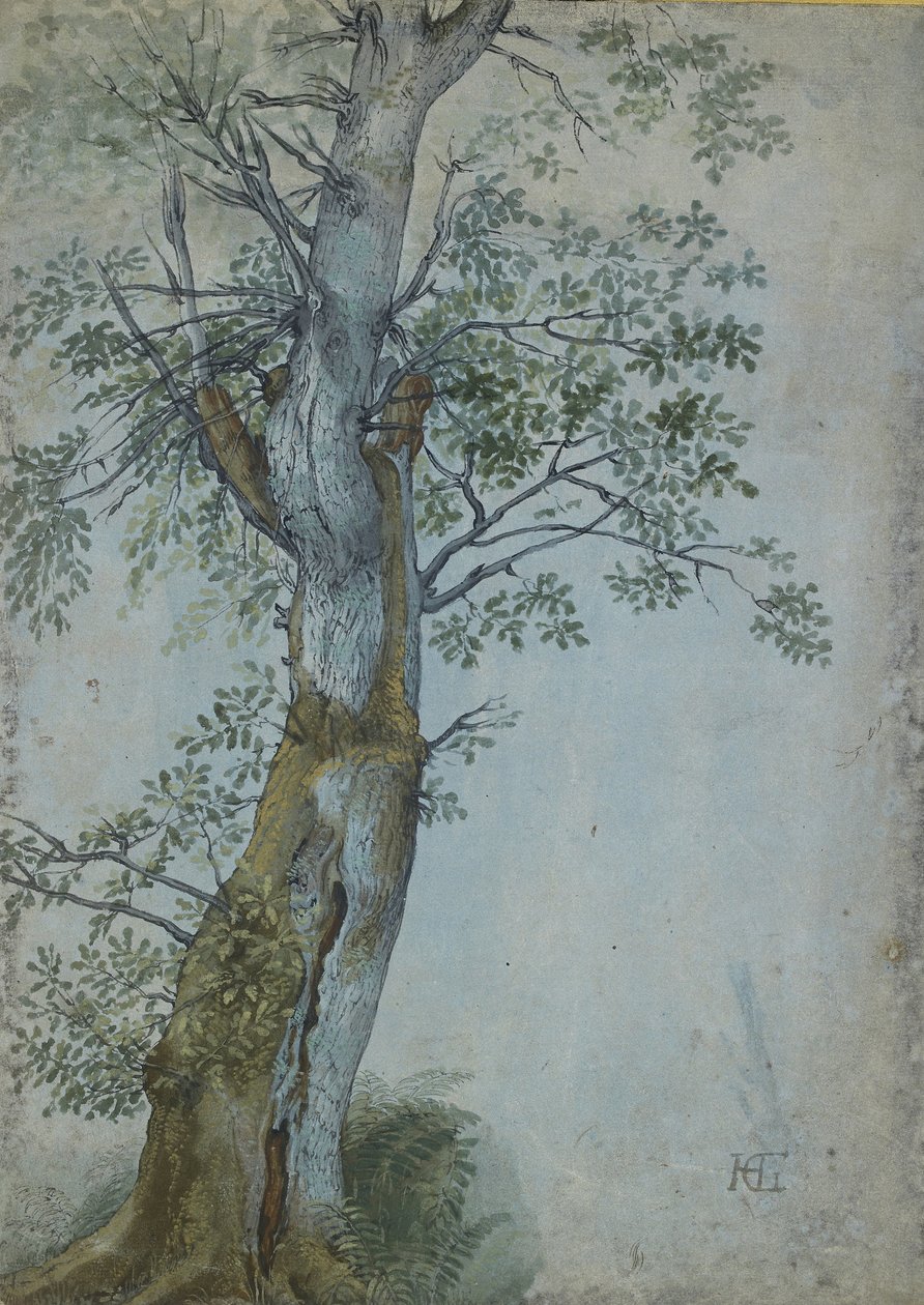 Study of a Tree, 1597-99 (tussi tummanruskealla musteella, sivellin wc- ja bodycolor-värillä, korotettu valkoisella, sinisellä paperilla). tekijältä Hendrik Goltzius