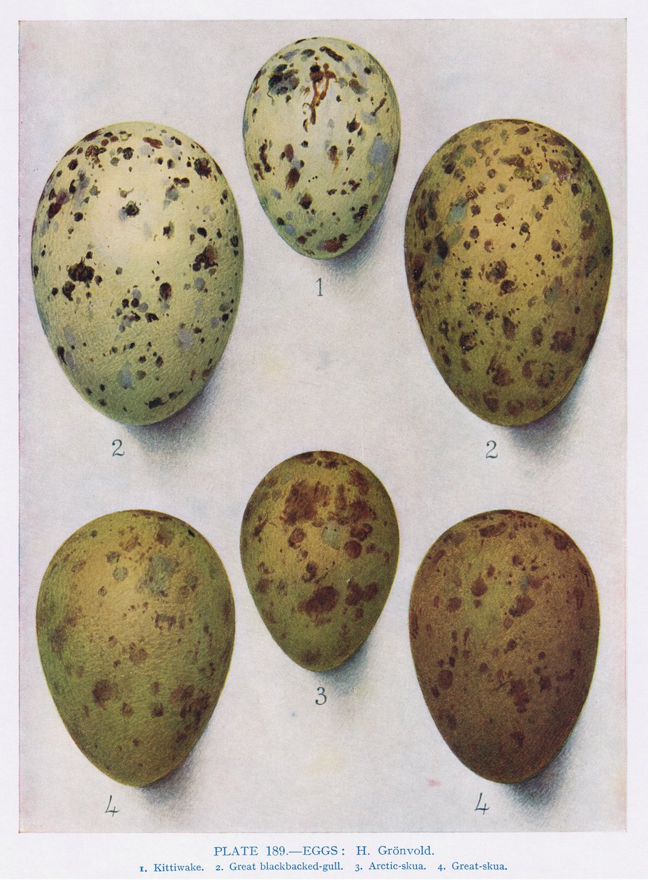 Munat:Mustalokki:Lokki:etc, kuvitus Kirkman und Jourdainin teoksesta "British Birds", 1966 tekijältä Hendrik Gronvold
