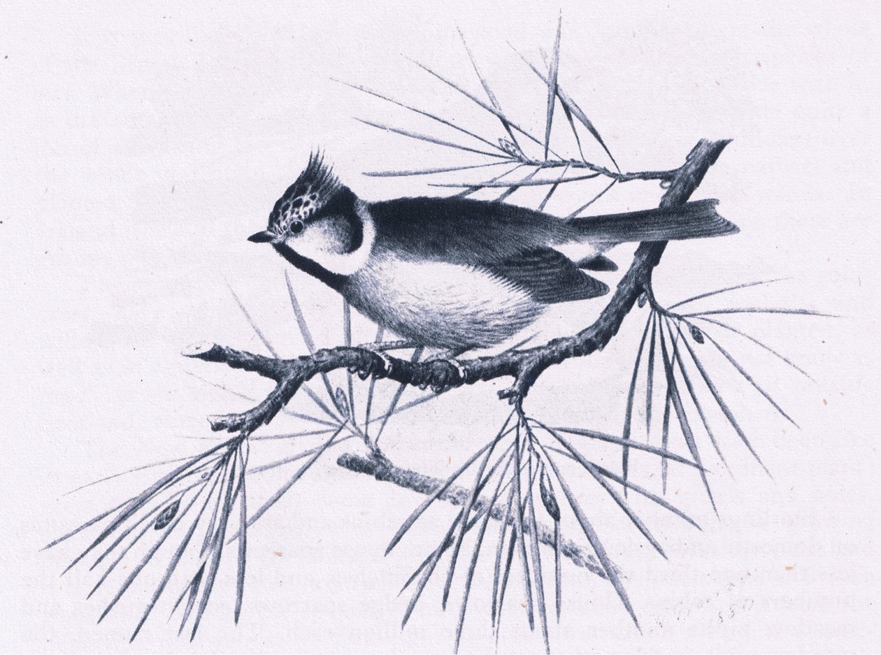 Scottish Crested Tits, Nature in Britain julkaissut Collins, 1946. tekijältä Hendrik Gronvold
