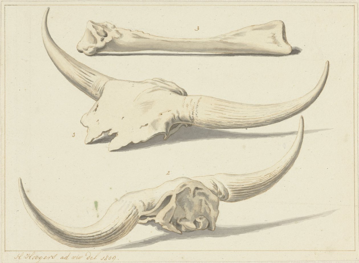 Aurochin fossiiliset luut, löydetty tulvan aikana, 1809 tekijältä Hendrik Hoogers