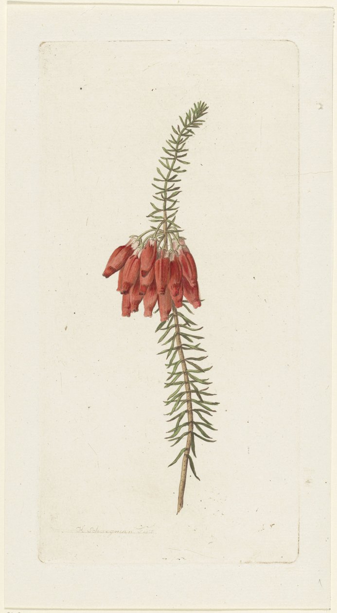 Kukat (Erica Mammosa) tekijältä Hendrik Schwegman