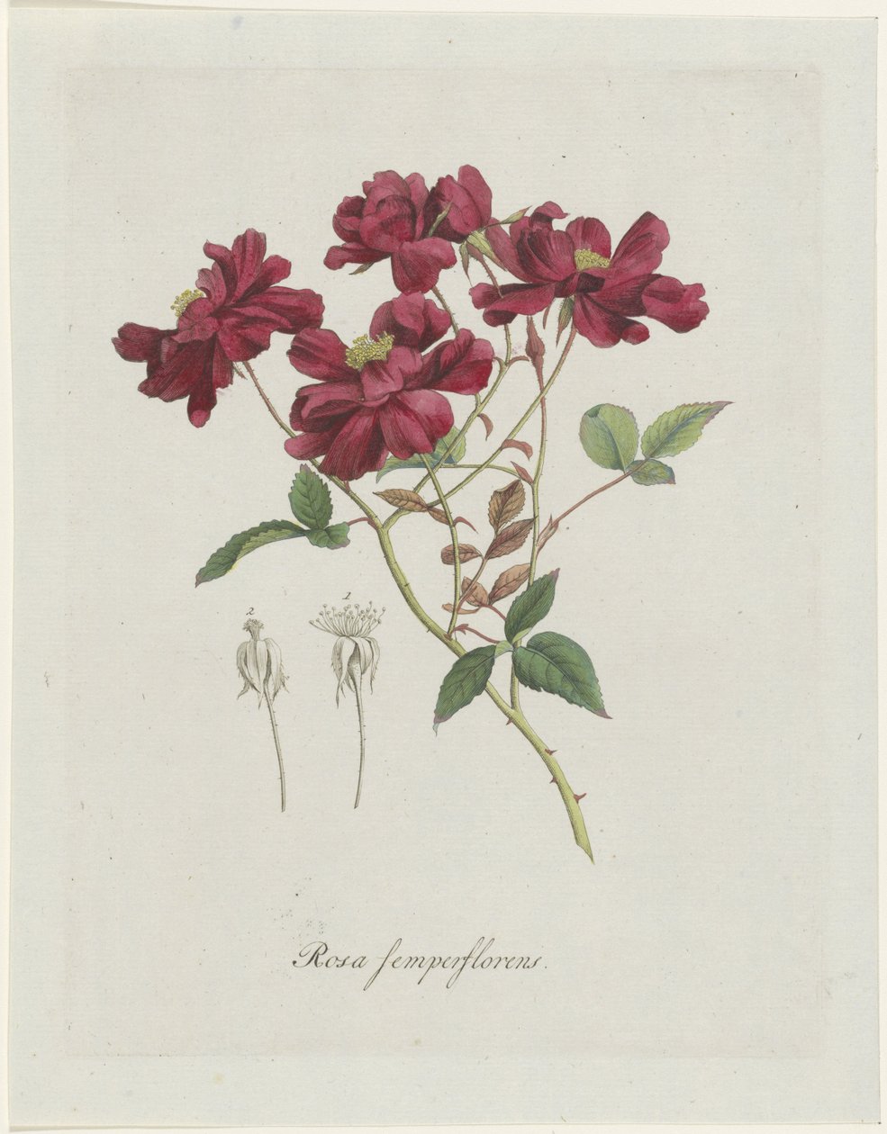 kiinalainen roos (Rosa chinensis Jacq.) Rosa semperflorens (otsikko esineessä) tekijältä Hendrik Schwegman