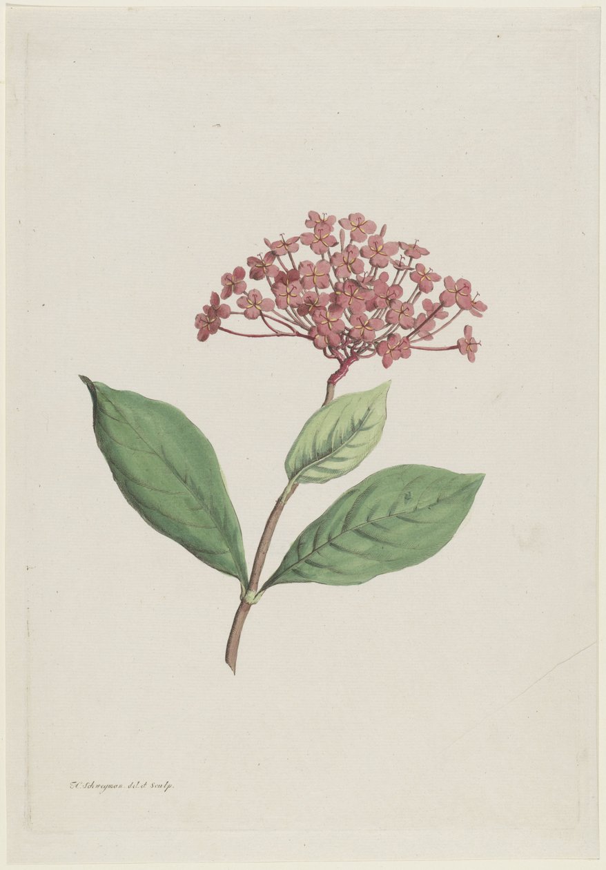 riikinkukkokirsikka (Ixora coccinea) tekijältä Hendrik Schwegman