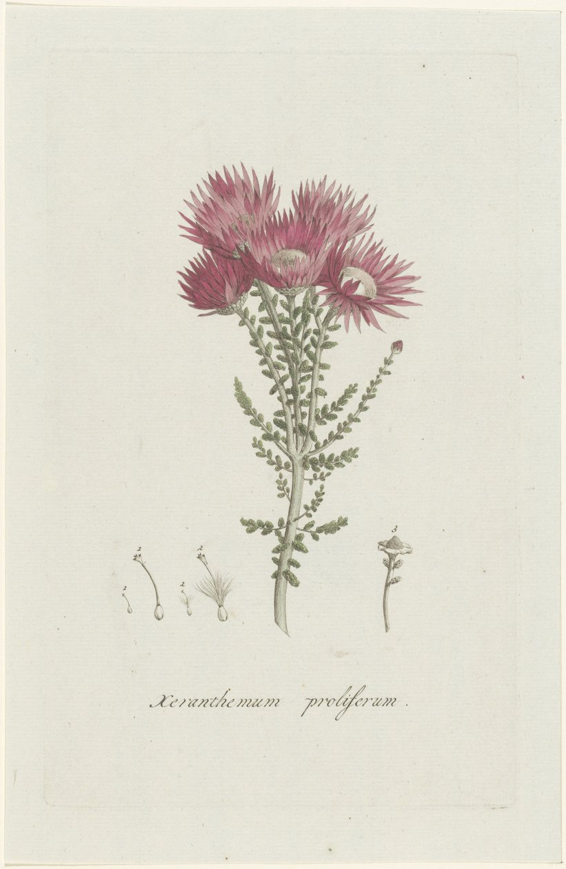 Phaenocoma prolifera Xeranthemum proliferum (otsikko esineessä) tekijältä Hendrik Schwegman