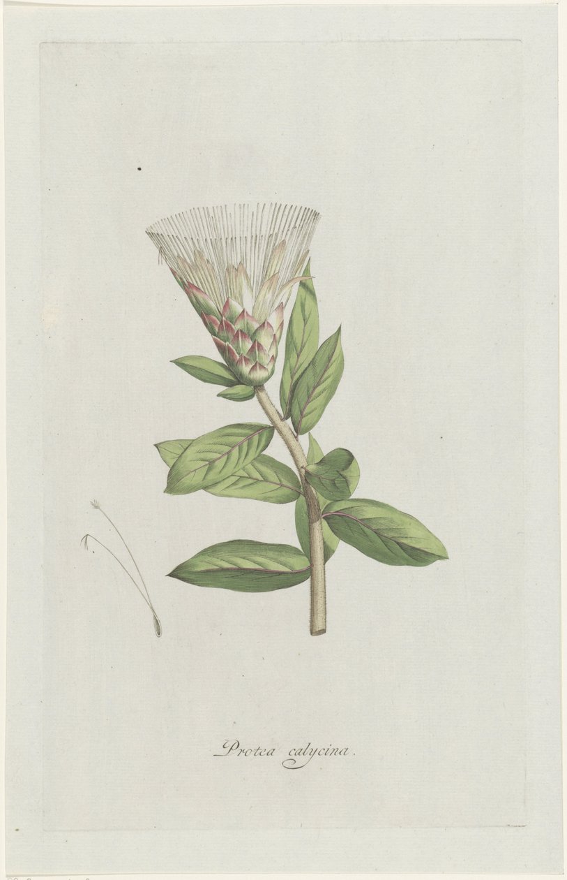 Protea Protea calycina (otsikko esineessä) tekijältä Hendrik Schwegman