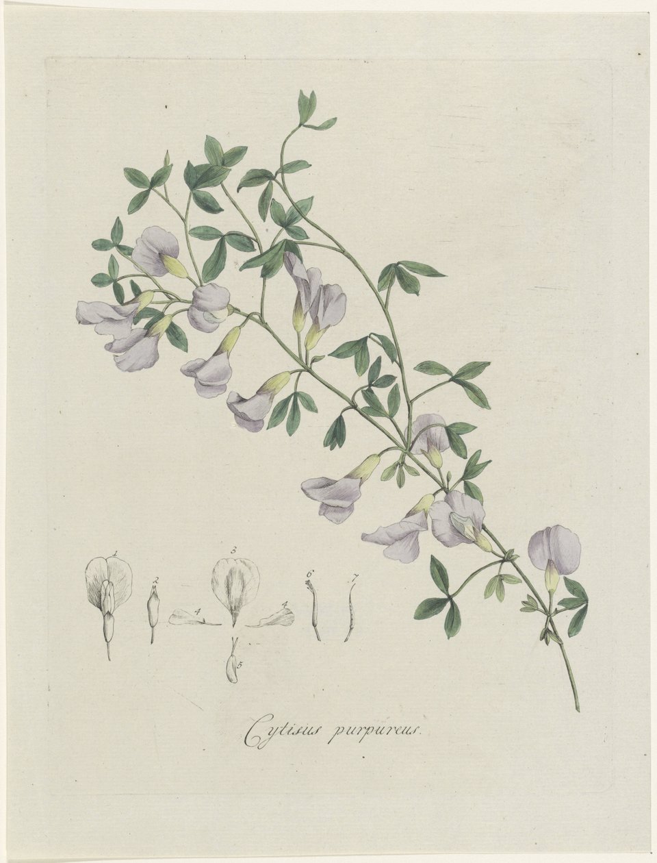 Violetti lahna Purppura Cytisus (otsikko esineessä) tekijältä Hendrik Schwegman
