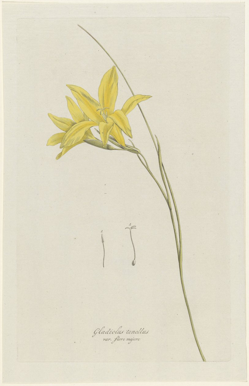 Sword Lily (Gladiolus carinatus Aiton) Gladiolus tenellus var. flore majore (nimi esineessä) tekijältä Hendrik Schwegman