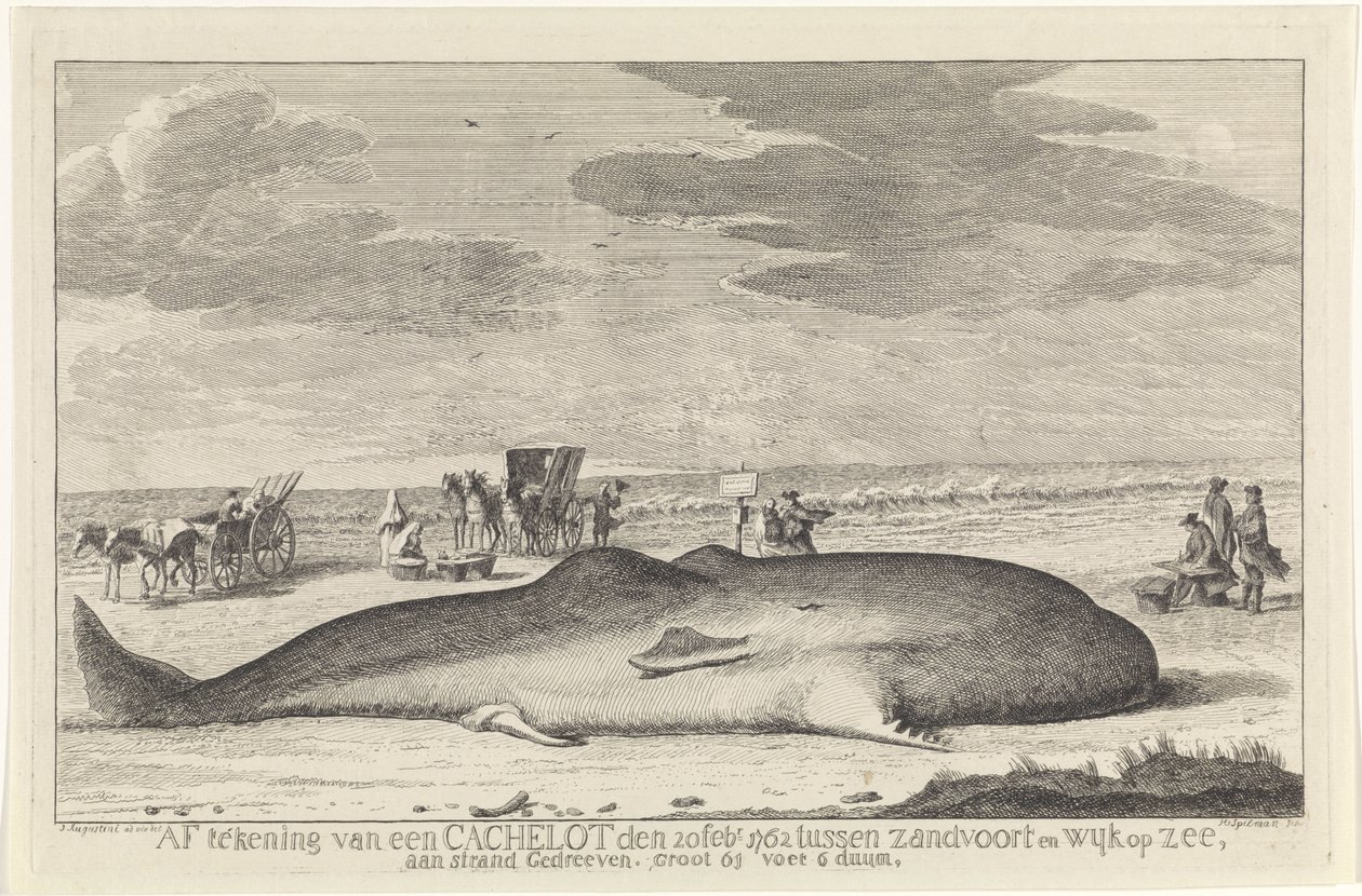 pesty kaskelotti Kirjautuminen kätköalueelta 20. helmikuuta 1762 Zandvoortin ja Wyk op Zeen välillä, ajettu rannalla, suuri 61 jalkaa 6 duum. (otsikko esineessä) tekijältä Hendrik Spilman