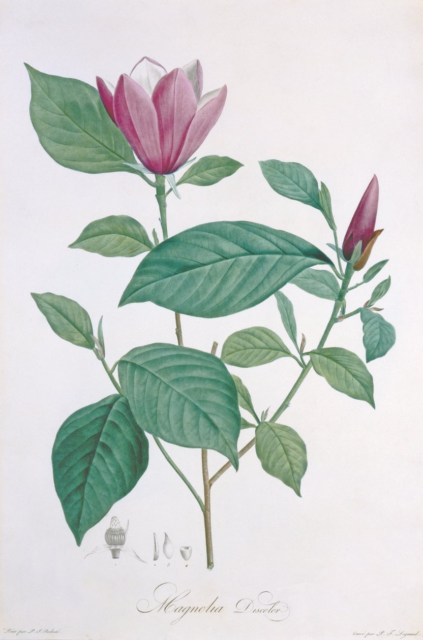 Magnolian väri, kaiverrus Legrand tekijältä Pierre Joseph Redouté