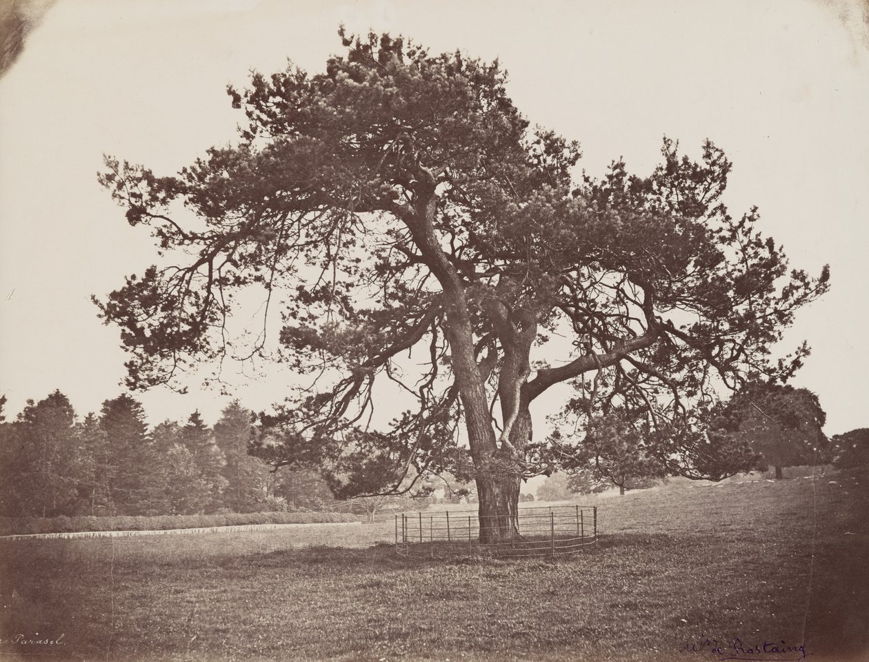 Hamiltonin palatsin puisto (Parasol Pine), n. 1858 (kuva) tekijältä Henri Charles de Rostaing