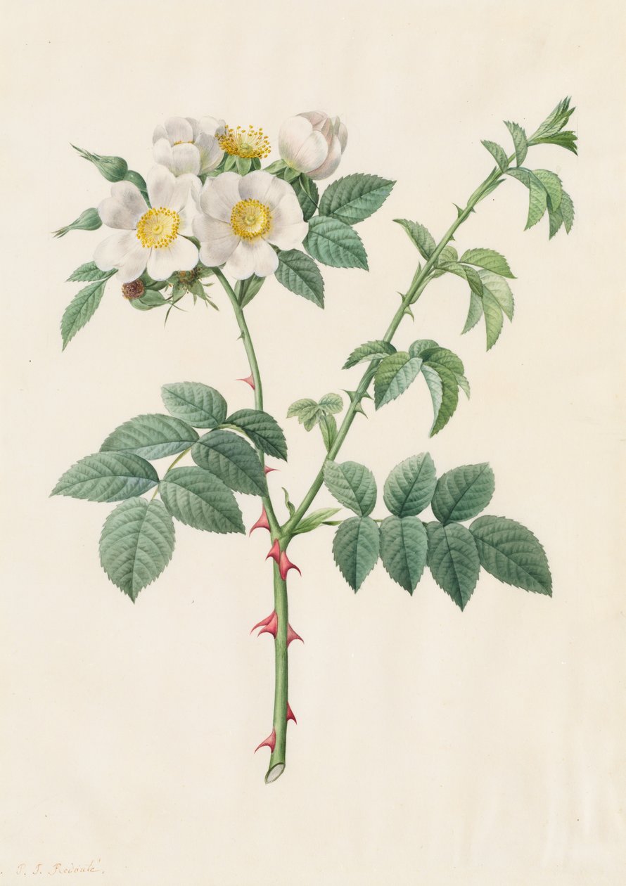Brier Bush Rose tai Dog Rose Rosa Leucantha, 1817-1824. tekijältä Pierre Joseph Redouté