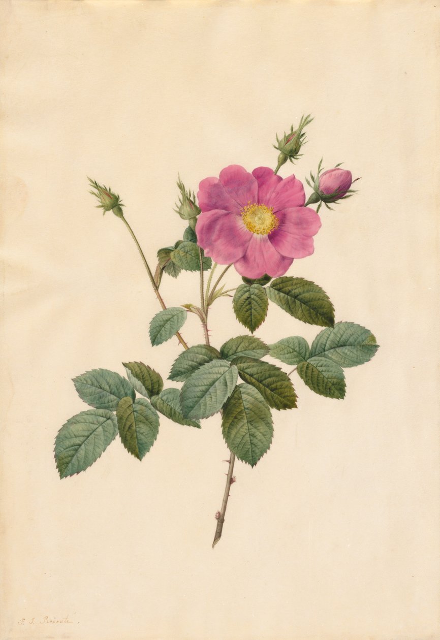 Kaaliruusu Rosa Centifolia Simplex, 1817-1824. tekijältä Pierre Joseph Redouté