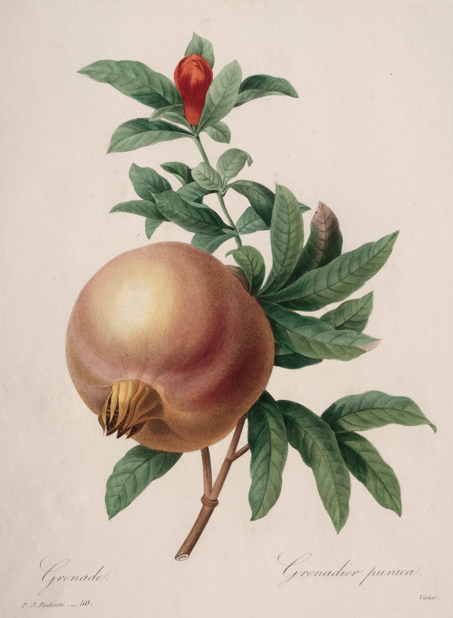 Valinta kauneimmista kukista...kauneimmista hedelmistä: Granaattiomena, 1827. tekijältä Pierre Joseph Redouté