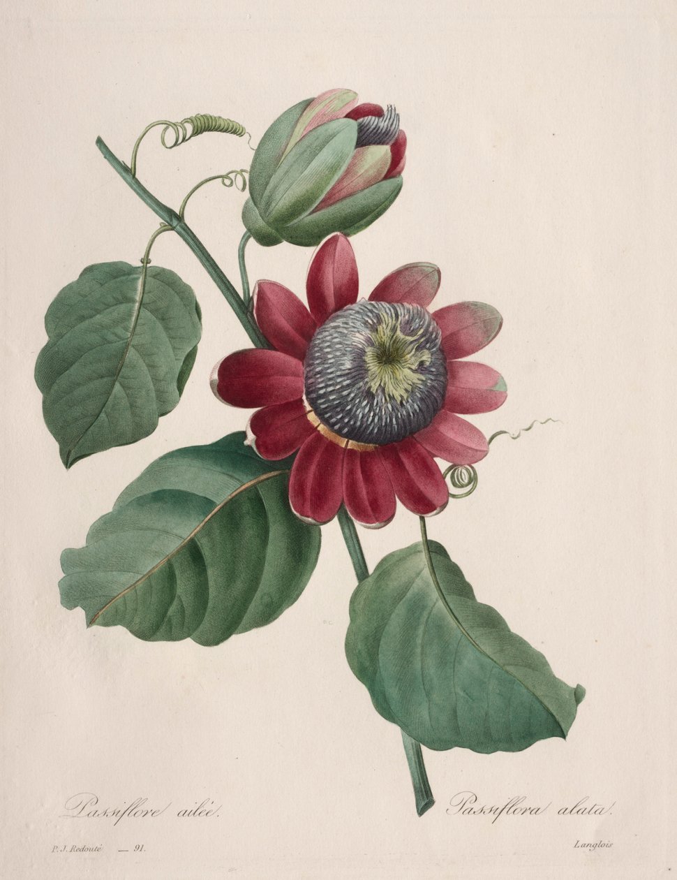 Valinta kauneimmista kukista...kauneimmista hedelmistä: Passiflore ailee, 1827. tekijältä Pierre Joseph Redouté