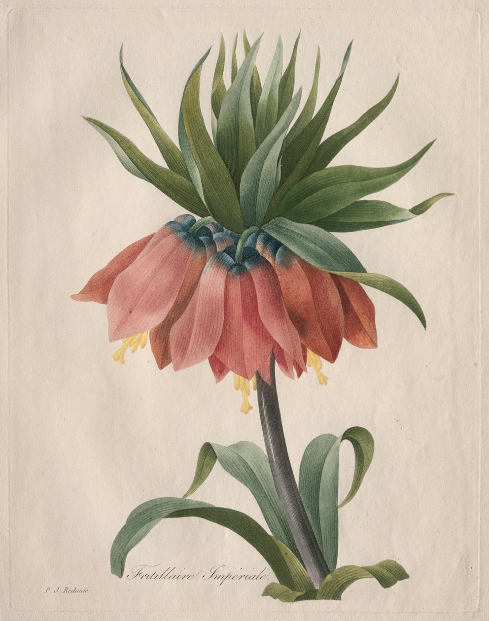 Crown Imperial Fritillary, 1827. tekijältä Pierre Joseph Redouté