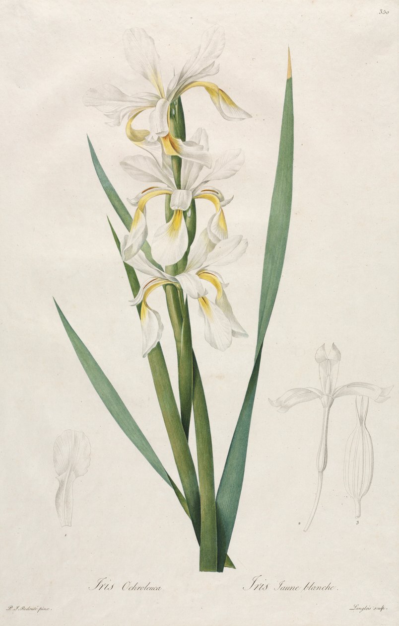 Kultanauhainen Iris, 1812. tekijältä Pierre Joseph Redouté