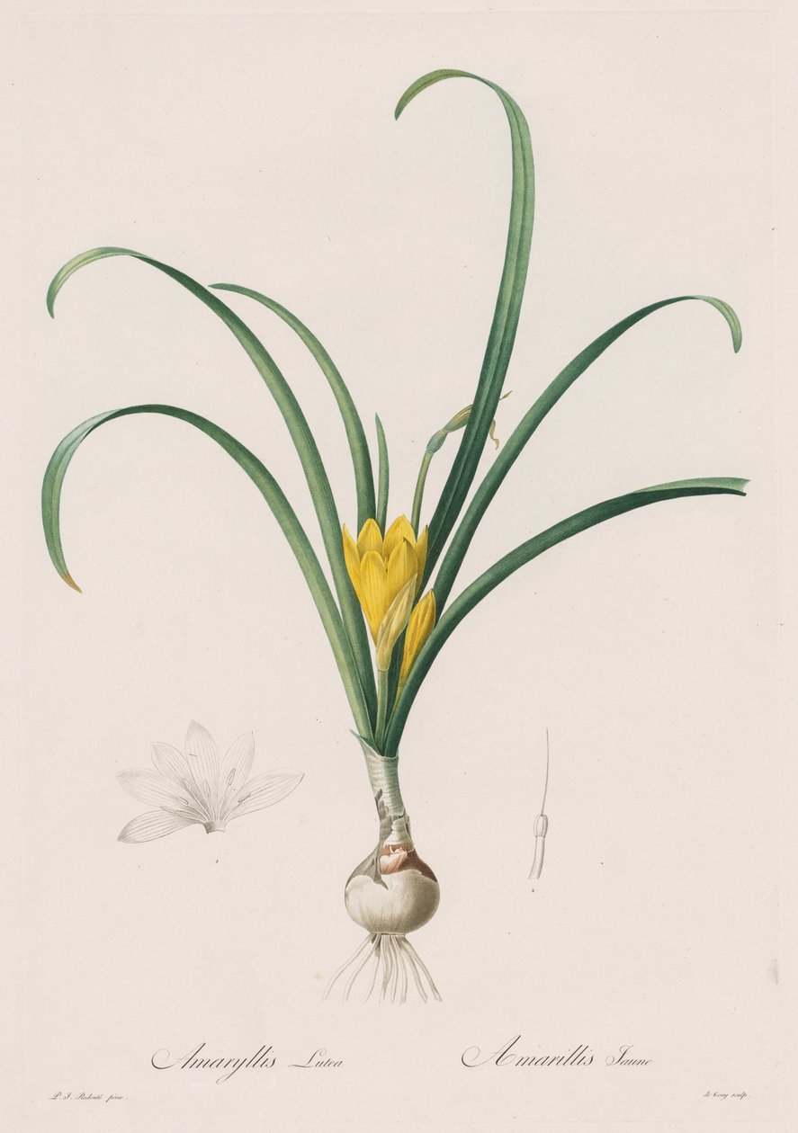 Liliaceae: Amaryllis Lutes, 1802-1816. tekijältä Pierre Joseph Redouté