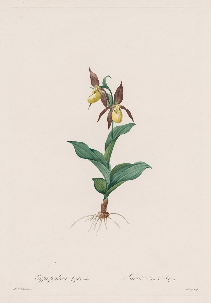 Les Liliacées: Cypripedium-kenkä, 1802-1816. tekijältä Pierre Joseph Redouté