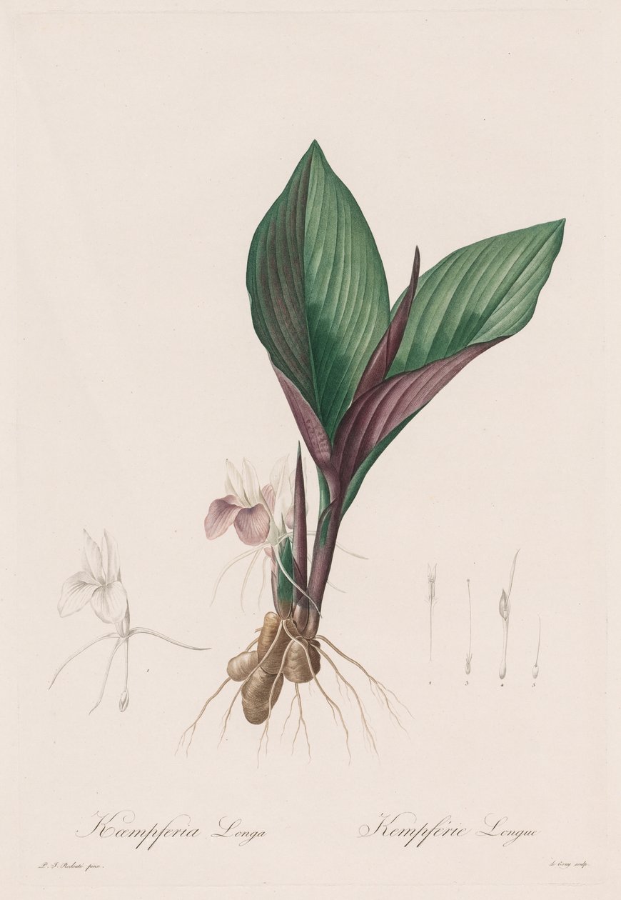 Les Liliacées: Kaempferia longa, 1802-1816. tekijältä Pierre Joseph Redouté