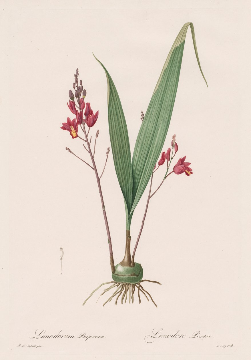 Les Liliacées: Limodorum purpureum, 1802-1816 tekijältä Pierre Joseph Redouté