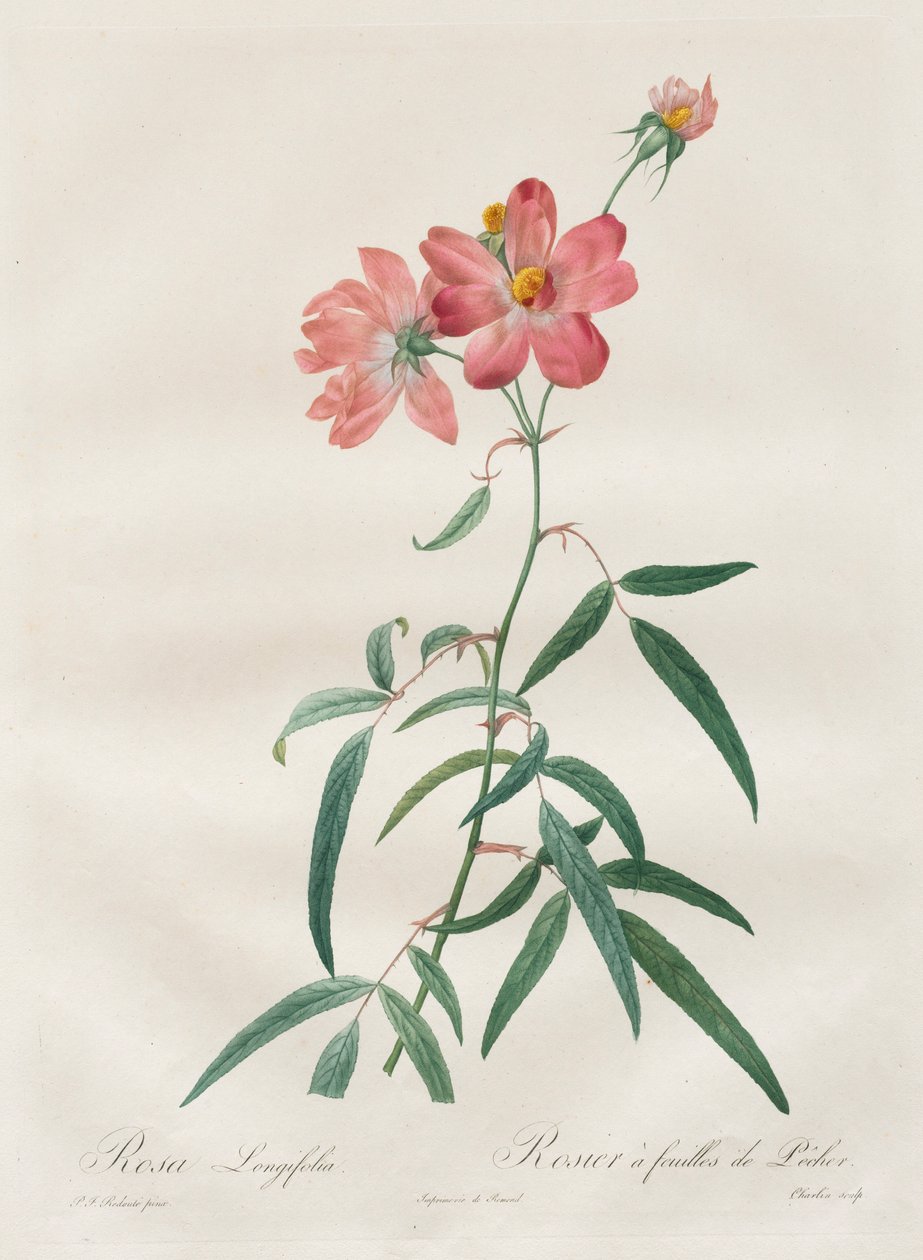 Ruusut: Rosa Longifolia, 1817-1824. tekijältä Pierre Joseph Redouté