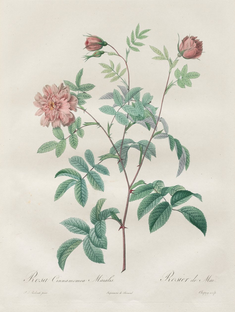 Les Roses: Rosa cinnamomea, 1817-1824. tekijältä Pierre Joseph Redouté