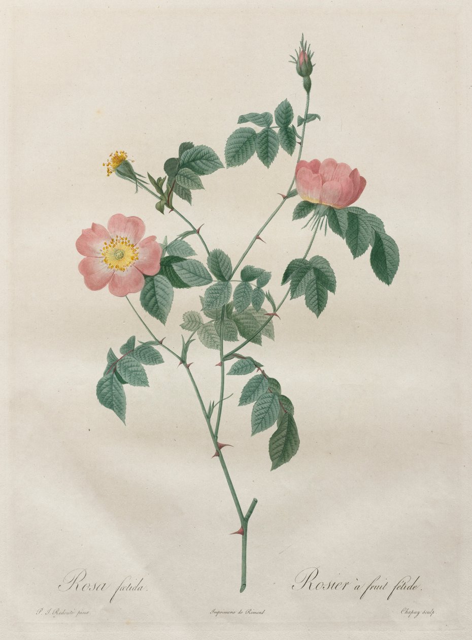 Les Roses: Rosa indica, 1817-1824. tekijältä Pierre Joseph Redouté