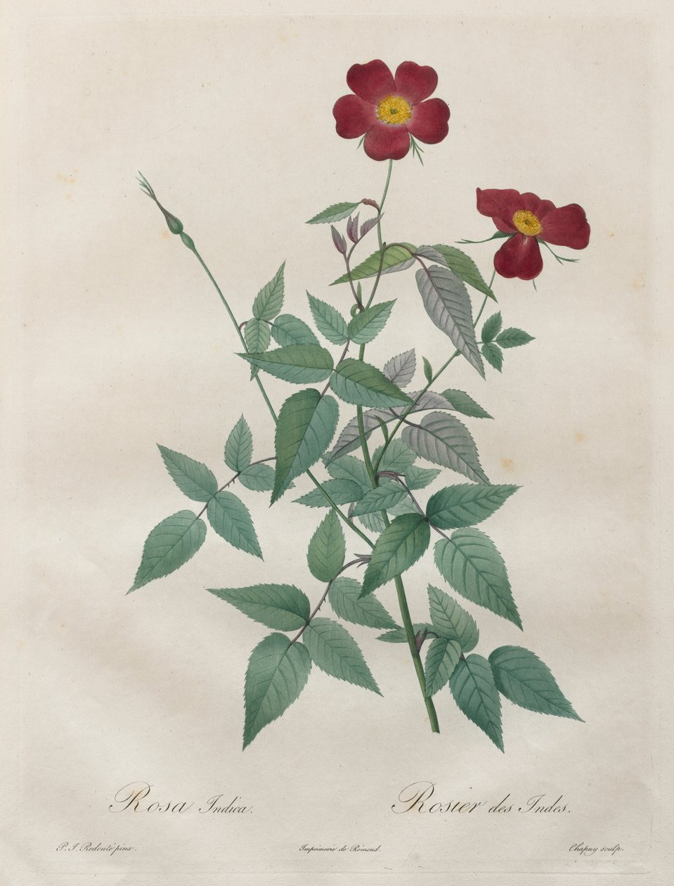 Les Roses: Rosa indica, 1817-1824. tekijältä Pierre Joseph Redouté