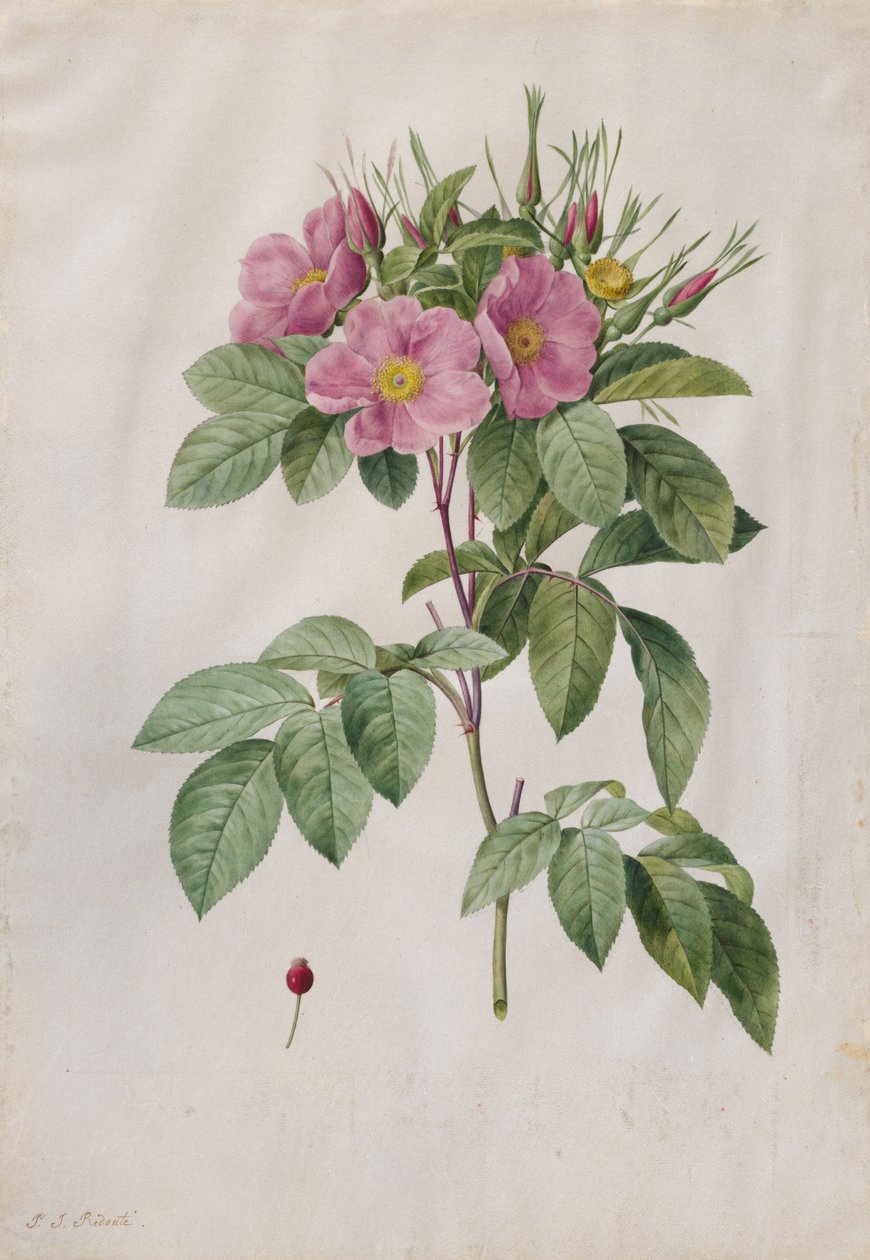 Laitumeruusu Rosa Carolina Corymbosa, 1817-1824. tekijältä Pierre Joseph Redouté