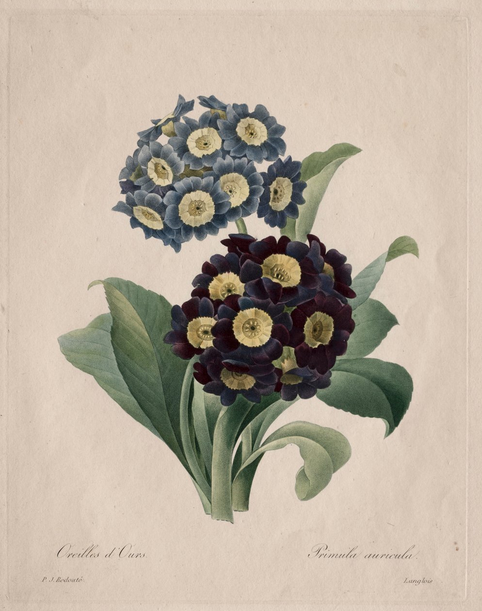 Primula auricula, 1827. tekijältä Pierre Joseph Redouté