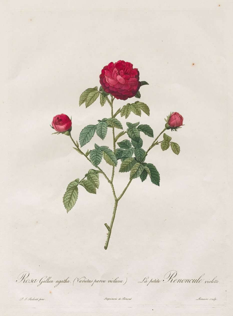 Provence tai ranskalainen ruusu, 1817-1824. tekijältä Pierre Joseph Redouté
