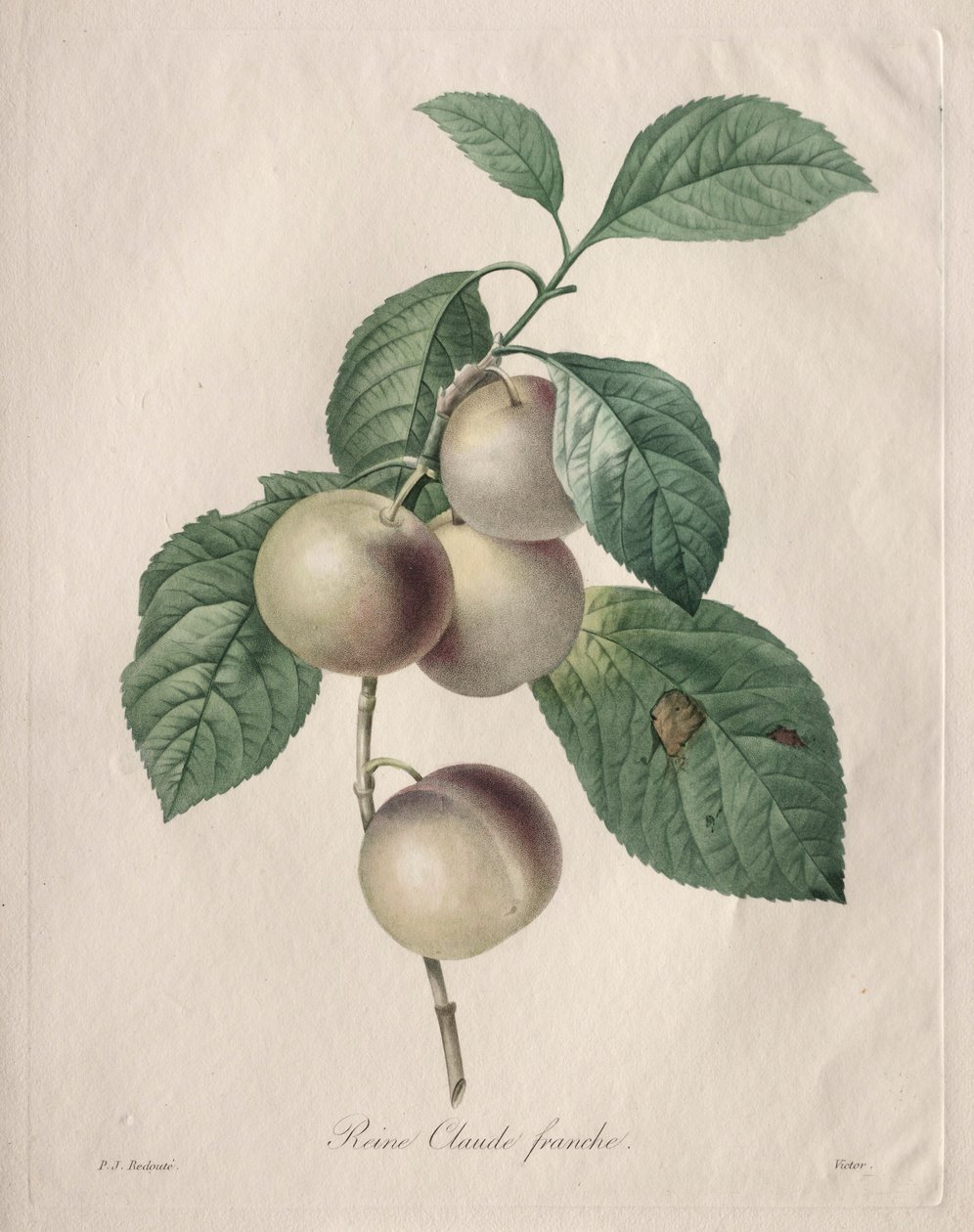 Reine Claude Plum, 1827. tekijältä Pierre Joseph Redouté