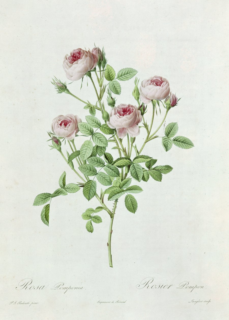 Rosa Pomponia, Claude Antoine Thoryn (1757-1827) teoksesta "Les Roses", kaiverrus Eustache Hyacinthe Langlois (1777-1837) 1817 tekijältä Pierre Joseph Redouté