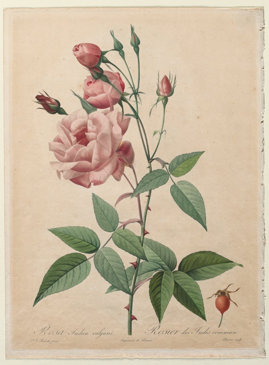 Ruusut: Kiina tai Bengalin ruusu, 1817-1824. tekijältä Pierre Joseph Redouté