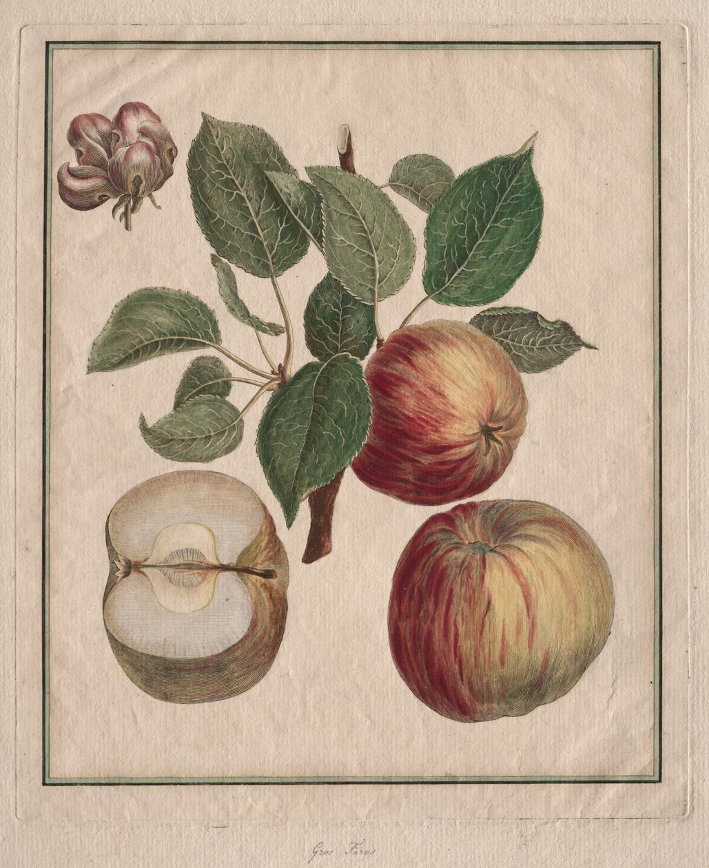 Omena lehdellä ja hedelmäkukilla, 1768. tekijältä Henri Louis Duhamel du Monceau
