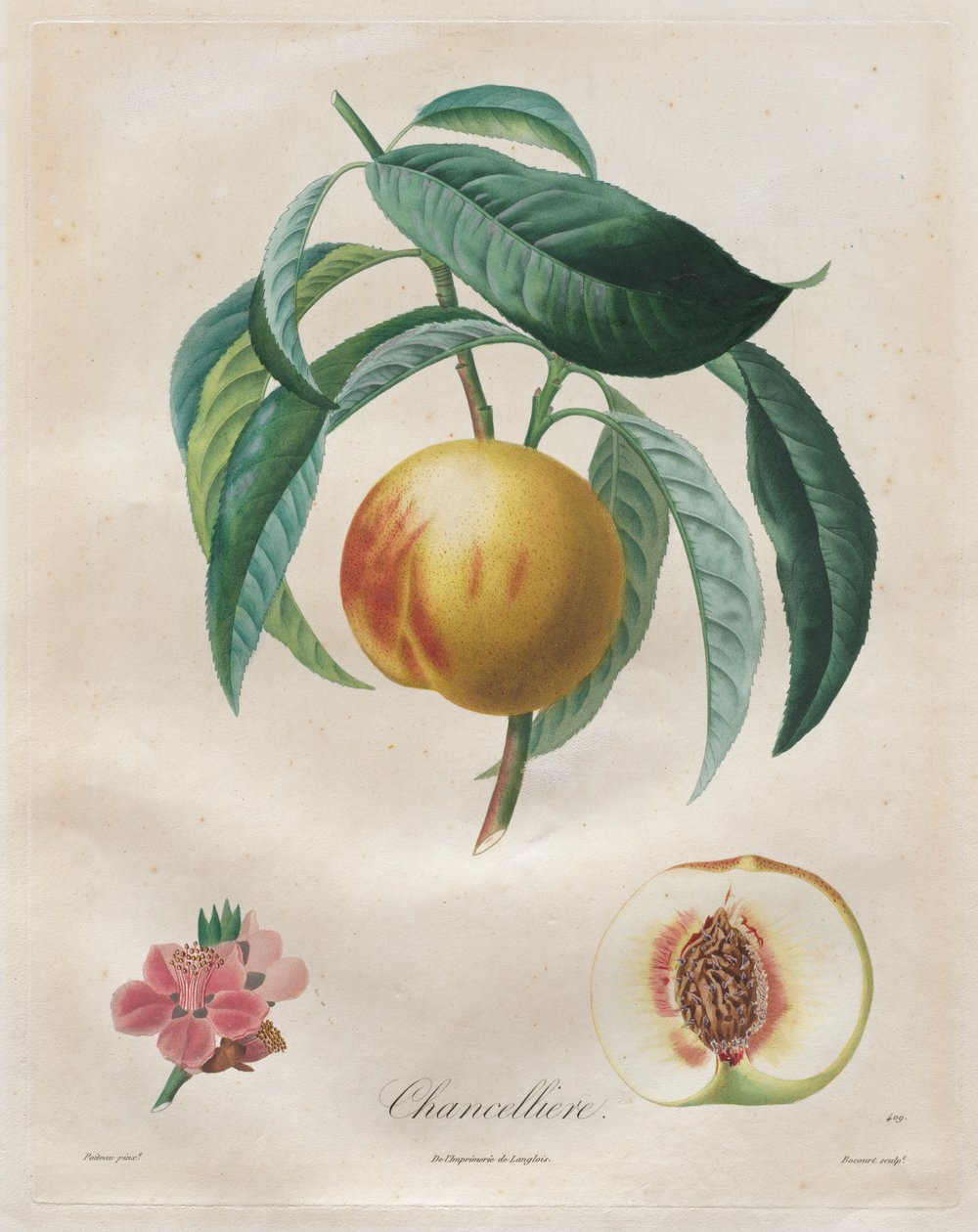Hedelmäpuiden sopimus: Kansleri, 1808-1835. tekijältä Henri Louis Duhamel du Monceau