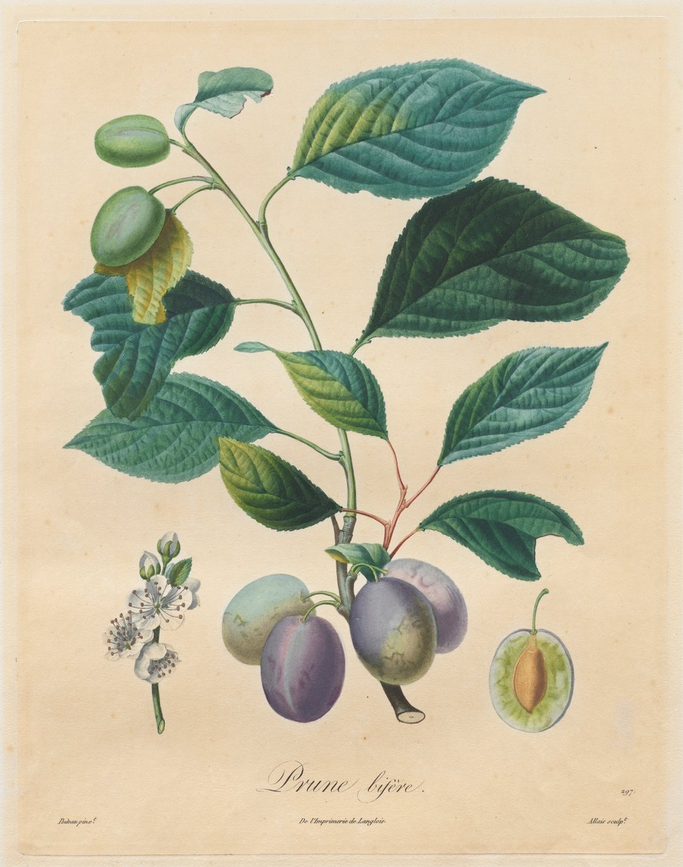 Tutkielma hedelmäpuista: Bifer Plum tekijältä Henri Louis Duhamel du Monceau