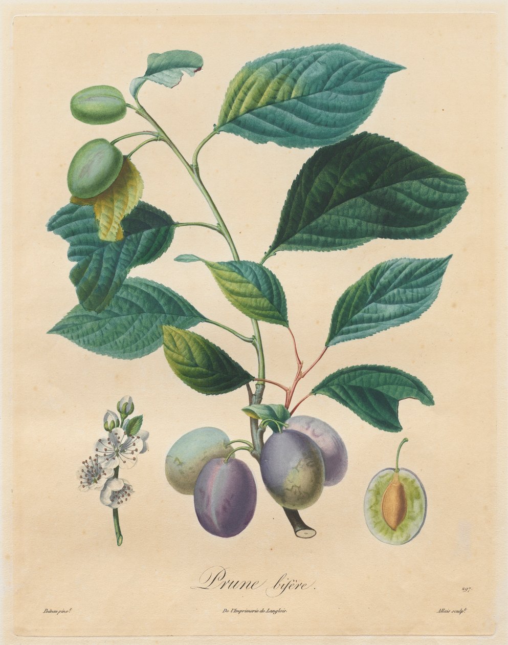 Hedelmäpuita käsittelevä traktaatti: Prune bifère, 1808-1835. tekijältä Henri Louis Duhamel du Monceau