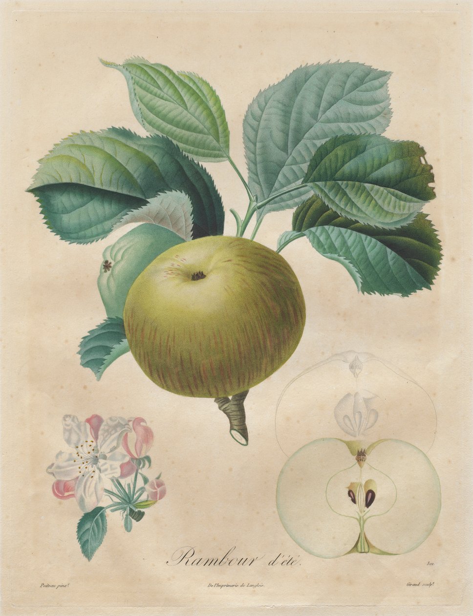 Trakaatti hedelmäpuista: Summer Rambour, 1808-1835. tekijältä Henri Louis Duhamel du Monceau