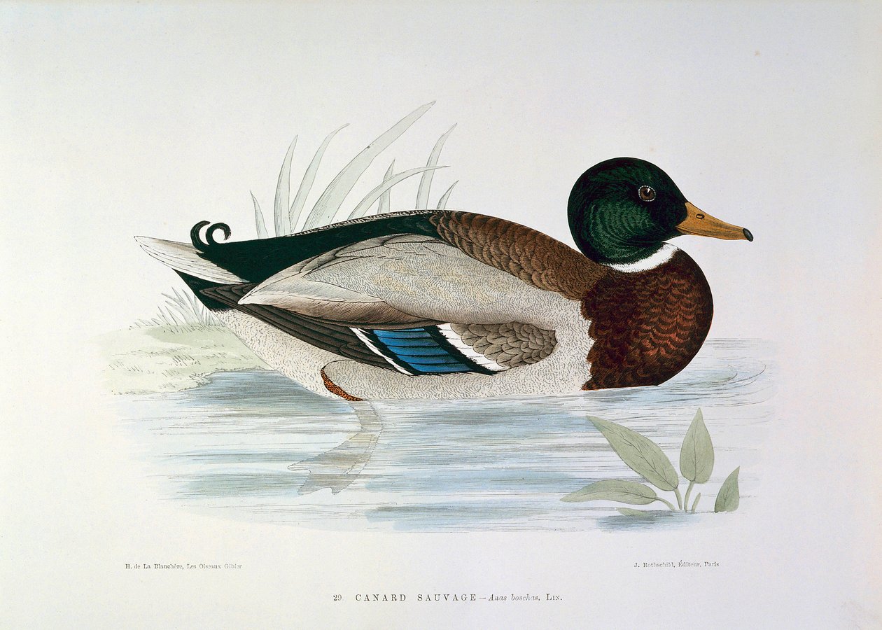 H. Blancheren esitys sinisorsan lautasesta tekijältä Henri de la Blanchere