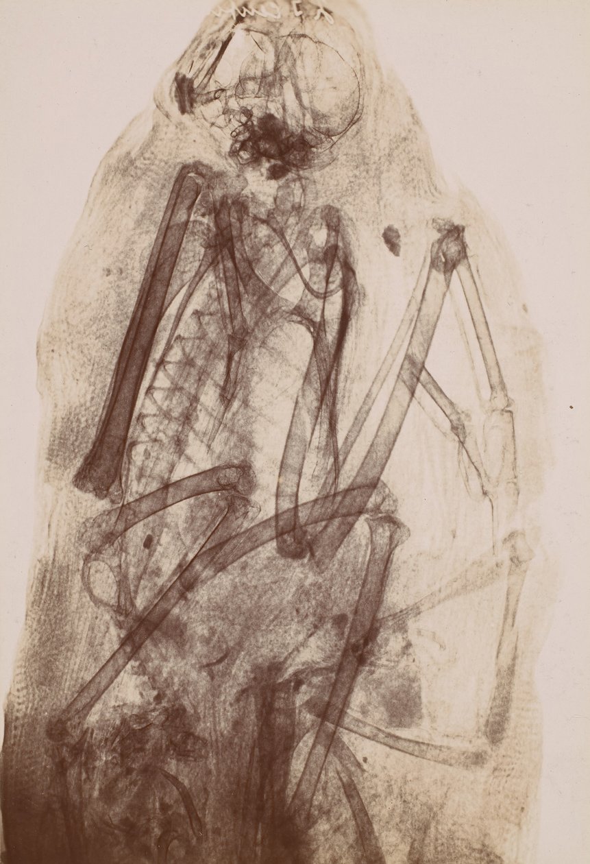 [Röntgenkuva Raptorin muumiosta], 1896. tekijältä Henri van Heurck
