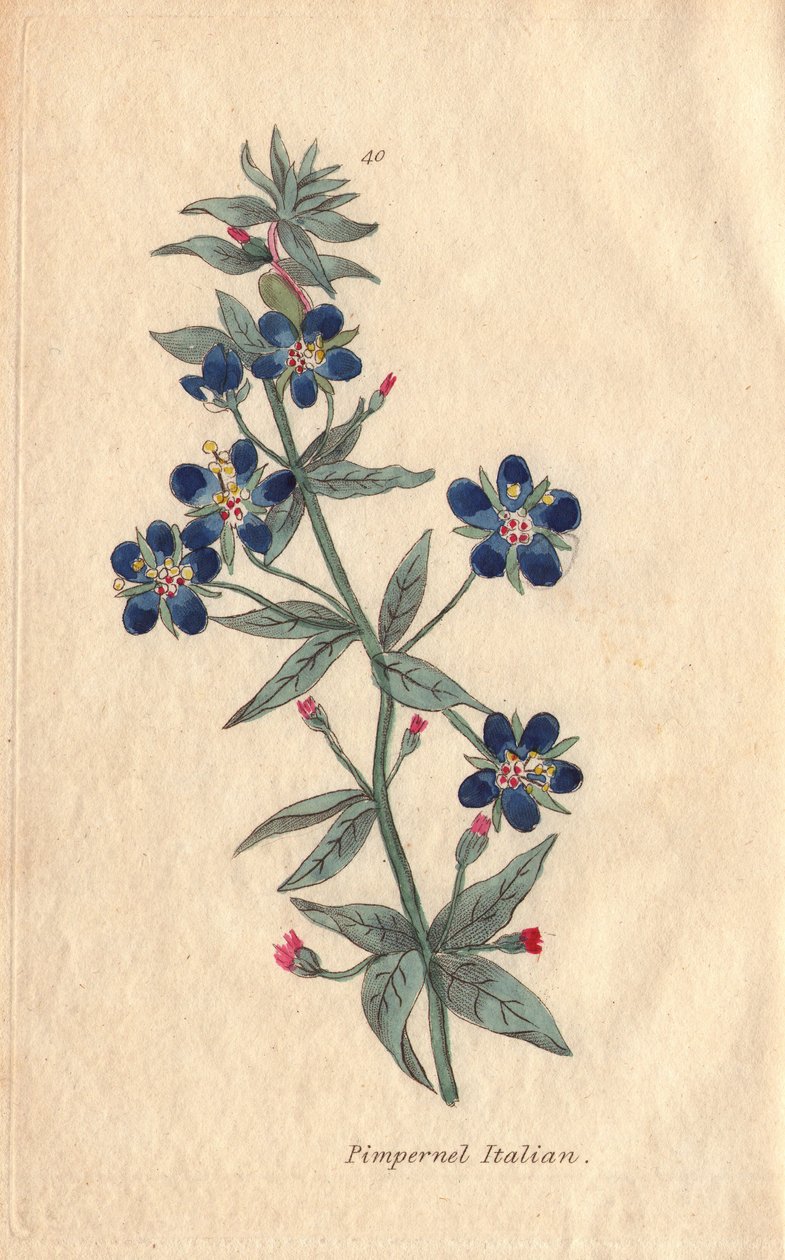 Italialainen pimpernel, Anagallis monellis, kukka tekijältä Henrietta Moriarty