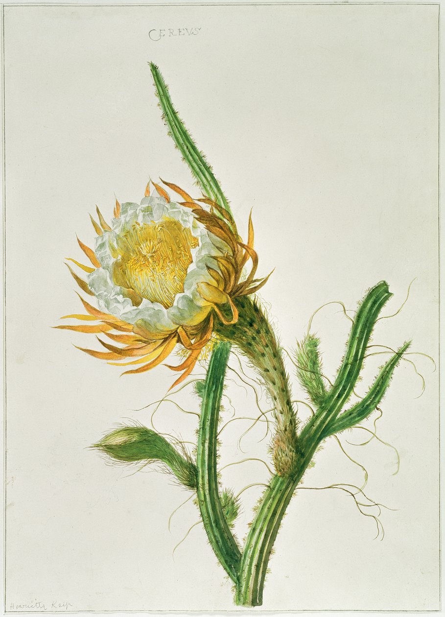 PD.729-11973 Yökukkakktus (Selenicereus grandiflorus), kotoisin Jamaikalta tekijältä Henriette Gertruide Knip