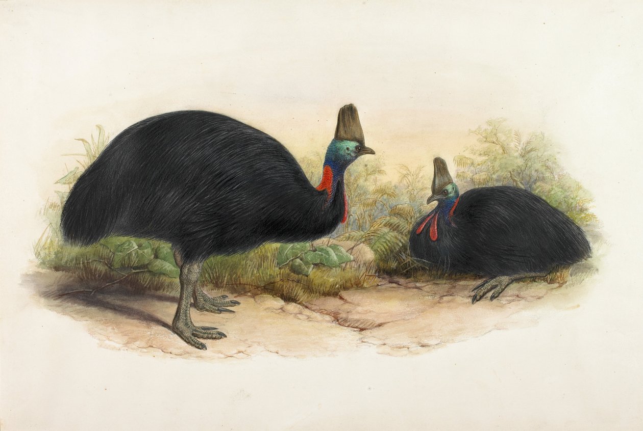 Etelä -Cassowary, Casuarius casuarius tekijältä Henry Constantine Richter