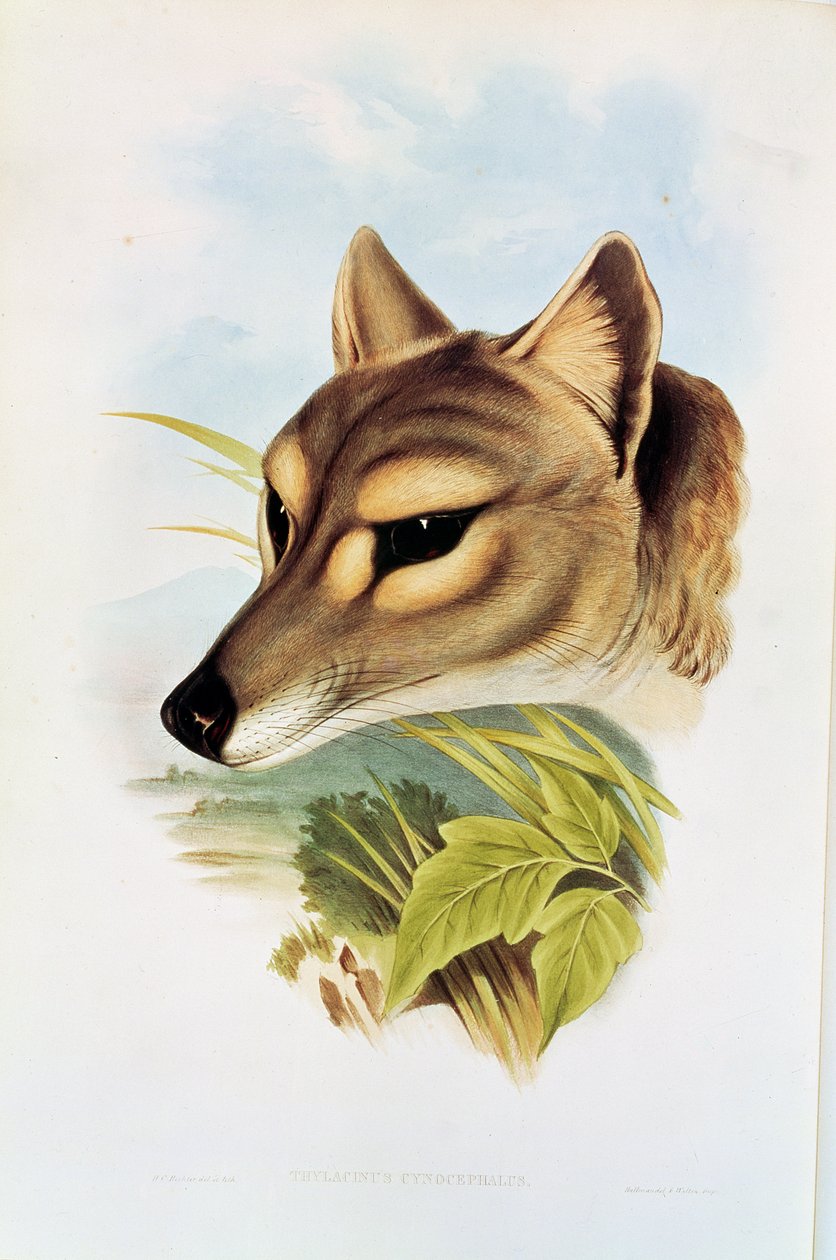 Tasmanian susi tai tiikeri (thylacinus cynocephalus). tekijältä Henry Constantine Richter