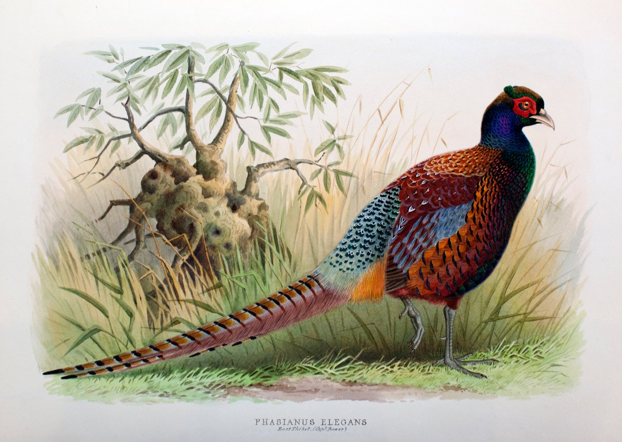 Phasianus Elegans, 1906-7 tekijältä Henry Jones