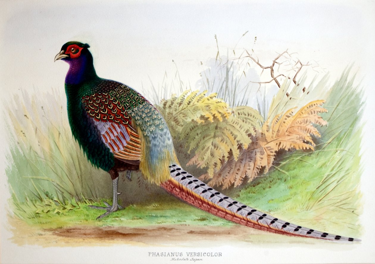Phasianus Versicolor, noin 1896-1921 tekijältä Henry Jones